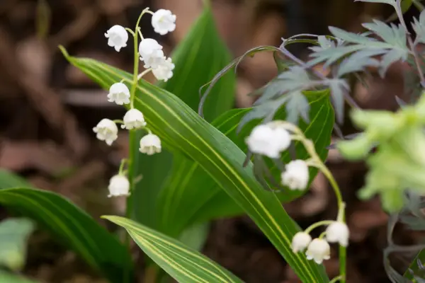 Convallaria majalis_ 