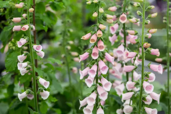 Digitalis purpurea 