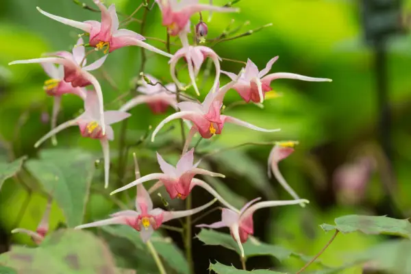 Epimedium 