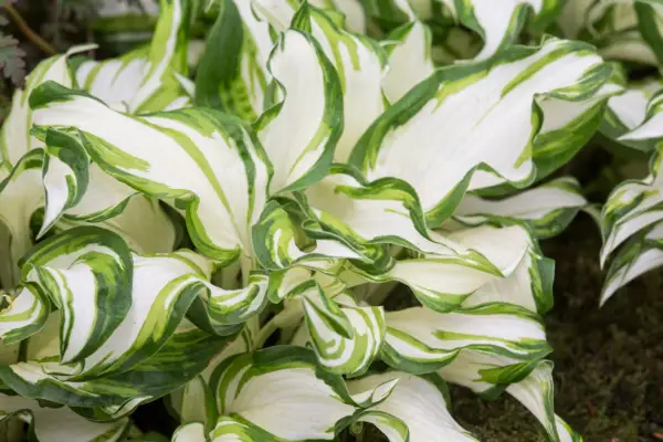 Hosta undulata var. undulata