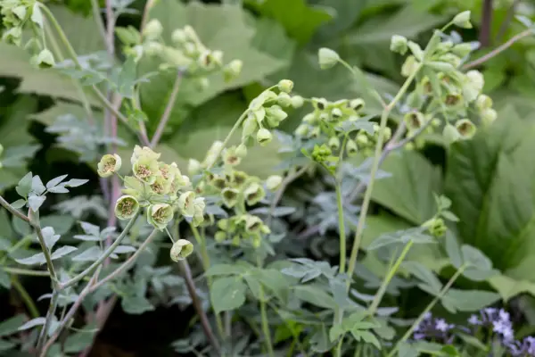 Mathiasella bupleuroides 