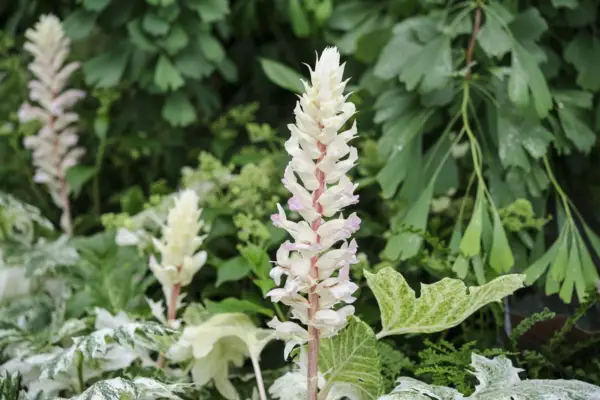 Acanthus myk 'Whitewater'