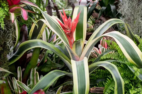 Aechmea 'Brasilien'
