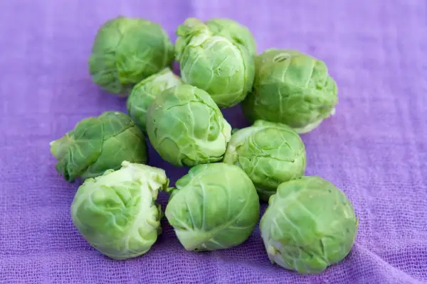 Brassica Oleracea 'Wellington'