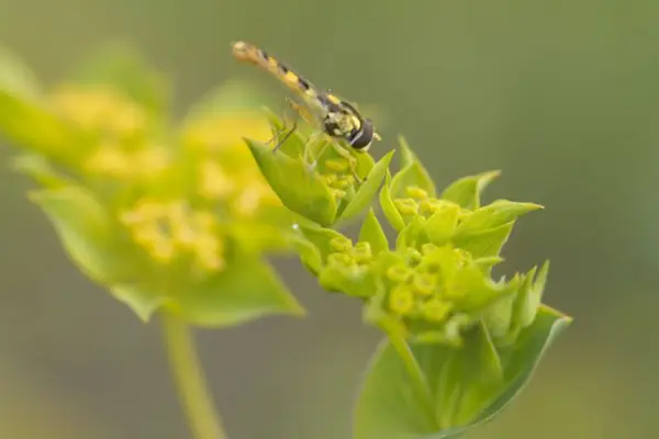 Bupeteurum rotundifolium 'griffithii'