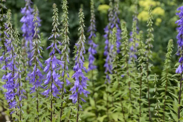 Campanula piramidalis