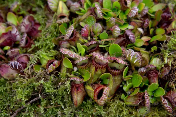 Cephalotus follicularis