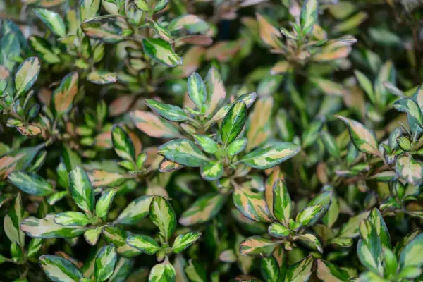 Coprosma repes 'Evening Glow'