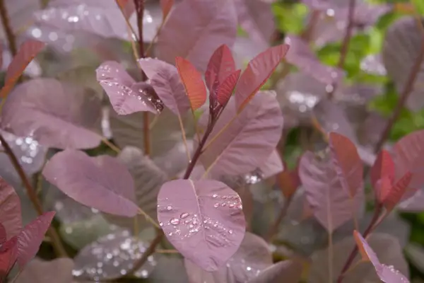 Cotinus 
