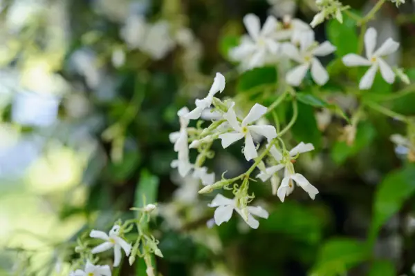 Star jasmine