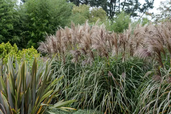 Miscanthus sinensis Malepartus