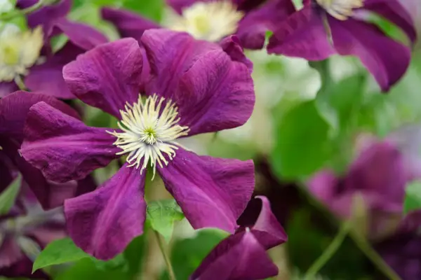 Clematis Warszawska Nike