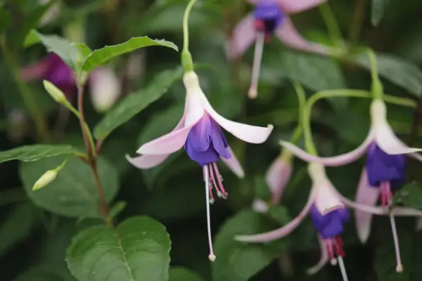 Fuchsia 'prezident'