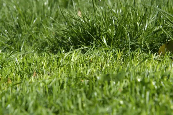 Different grass heights