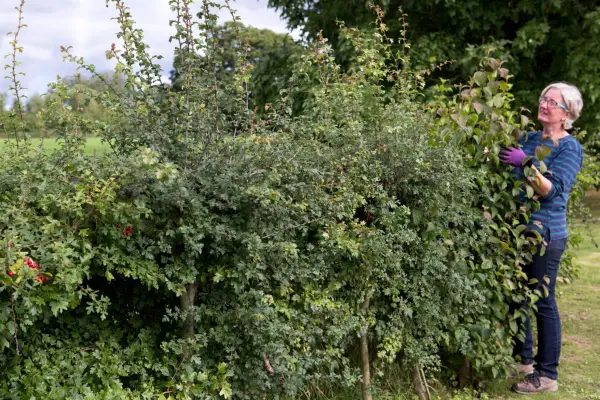 Pruning a wildlife hedge