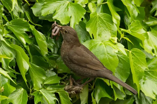What to feed birds - female blackbird gathering earthworm to feed its young