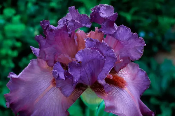 Iris 'Ambroisie'