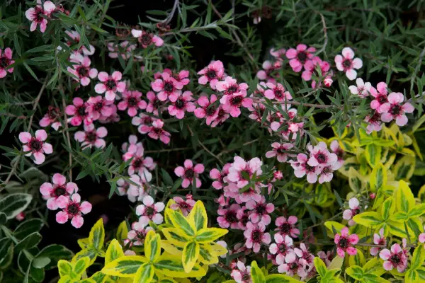 Leptospermum 'Martini'