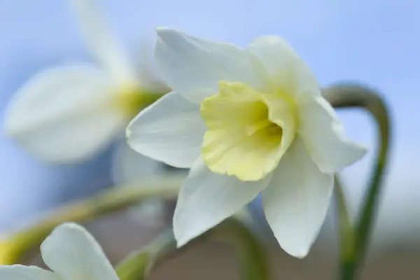 Narcissus 'Pacific Coast'