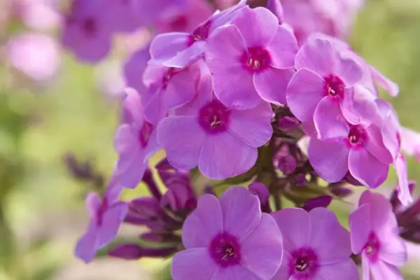 Phlox paniculata Eva cullum