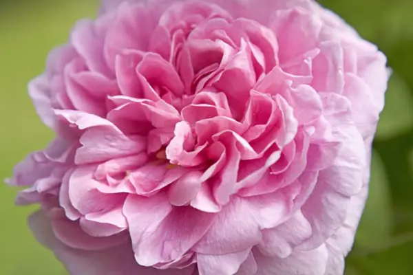 Pink 'Comt of Chambord'