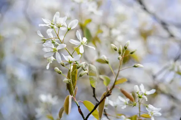 Amelanchier lamarckii
