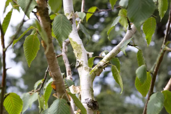 Betula utilis var. jacquemontii