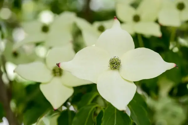 Cornus kousa