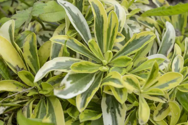 Arab Ferdinand-Coburgi 'Old Gold'