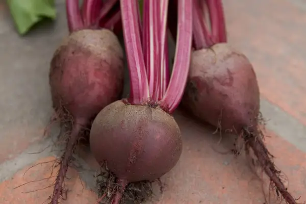 Beta vulgaris 'Detroit 2 Crimson Globe'