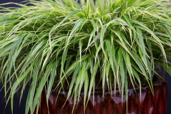 Hakonechloa Macra 'Albostriata'