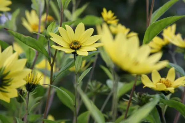 Heliopsis 'Venus'