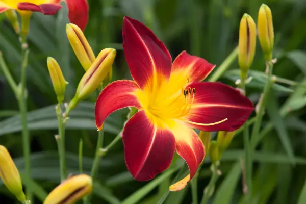 Hemerocallis 'Ruby Spider'