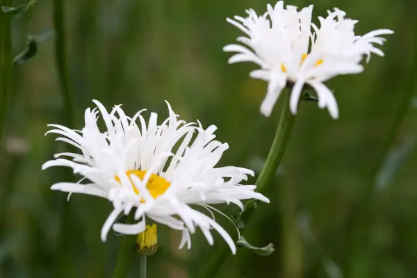 Leucanthemum 10 orgoglioso 'Phyllis Smith'