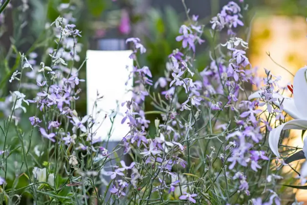 Matthiola Longipetala