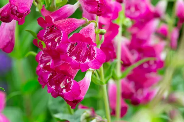 Penstemon 'Geoff Hamilton'