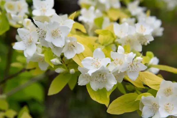Philadelphus Coronarius 'Aureus'