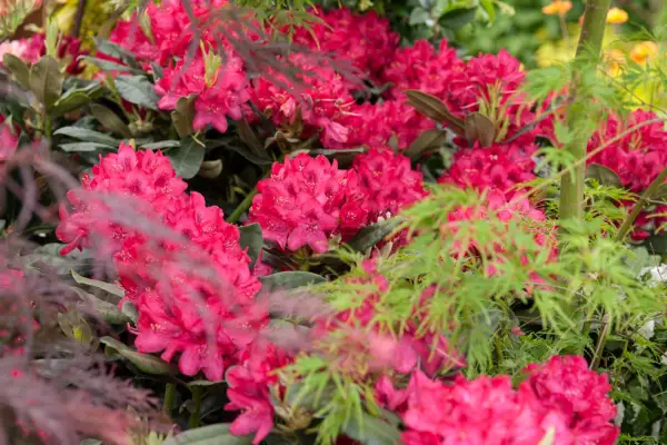 rhododendron 'nova zakbla'