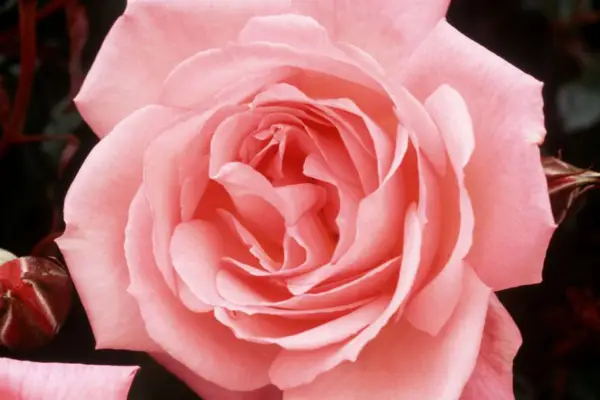 Rosa 'Dancing Queen'