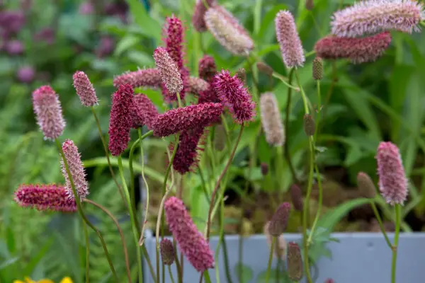 Sanguisorba menziesii