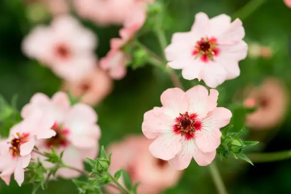 Potentilla x hopwoodiana