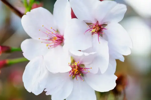 Prunus 