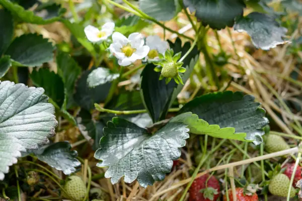 Strawberry plant
