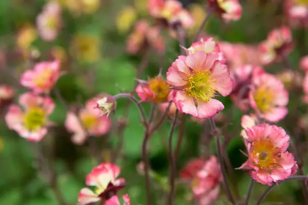 Geum 