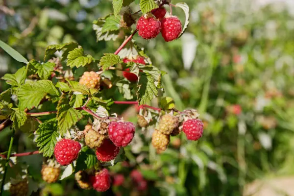 Raspberries on the bush