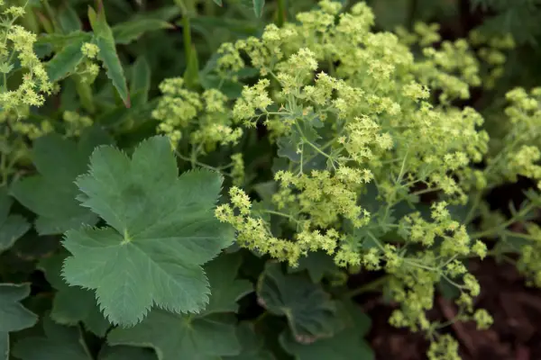 Alchemilla sericata 