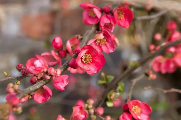Ornamental quince (Chaenomeles)