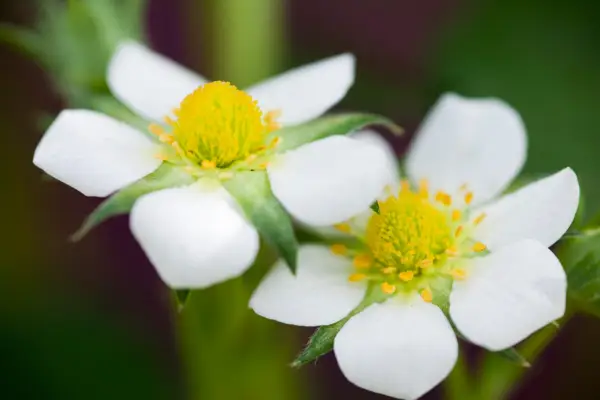 White strawberry flowers