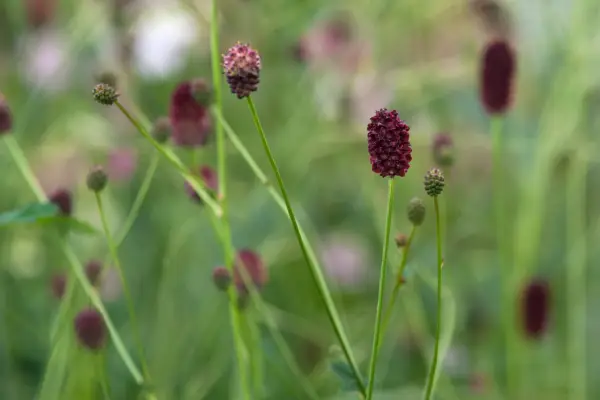 Sanguisorba officinalis 'Red Thunder'