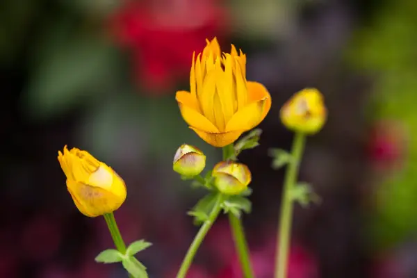 Trollius Chinensis „Zlatá kráľovná“
